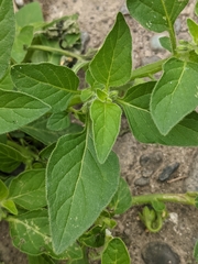 Solanum physalifolium