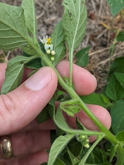 Solanum physalifolium