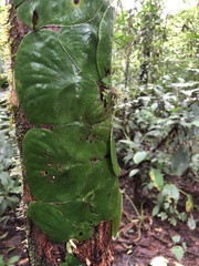Monstera
