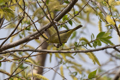 Leiothlypis celata celata