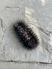 Hypercompe scribonia