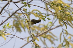 Leiothlypis celata celata