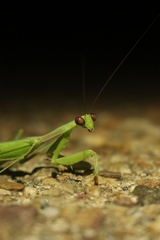 Sphodromantis viridis