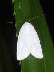 Chasmina candida