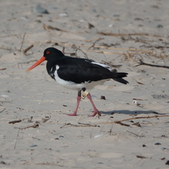 Haematopus longirostris