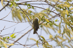 Leiothlypis celata celata