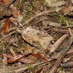 Agonopterix pulvipennella