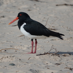 Haematopus longirostris