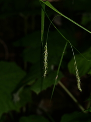 Carex sylvatica