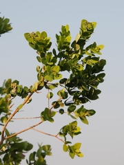 Syzygium