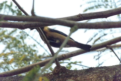 Stilpnia cayana