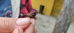 Pristimantis parectatus