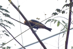 Stilpnia cayana
