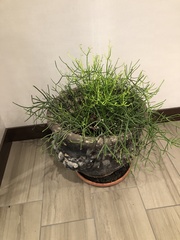 Psilotum