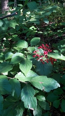 Viburnum dilatatum