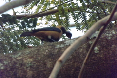 Stilpnia cayana