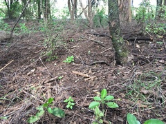 Corynocarpus laevigatus