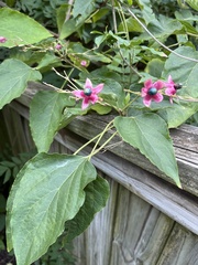 Clerodendrum