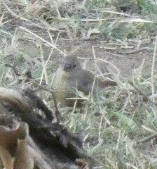 Lagonosticta senegala