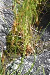 Triglochin maritima