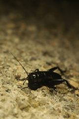 Gryllus bimaculatus
