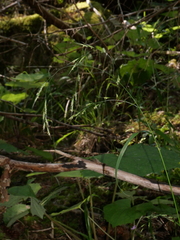 Lolium giganteum