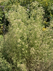 Erigeron canadensis