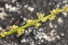 Triglochin maritima