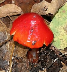 Hygrocybe cuspidata