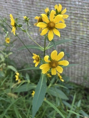 Bidens laevis