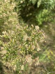 Erigeron canadensis