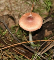 Leucoagaricus rubrotinctus