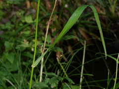 Lolium giganteum