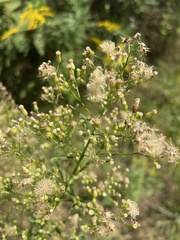 Erigeron canadensis