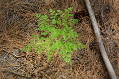 Lomatium