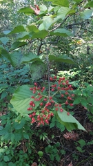 Viburnum dilatatum