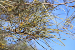 Acacia sericophylla