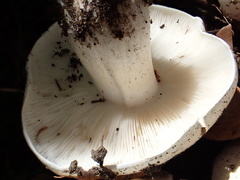 Tricholoma columbetta