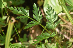 Conioselinum gmelinii