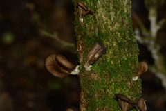 Pleurotus purpureo-olivaceus