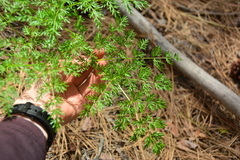 Lomatium