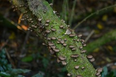 Pleurotus purpureo-olivaceus