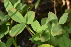 Trifolium wormskioldii