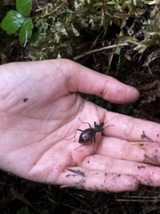 Scaphinotus angusticollis