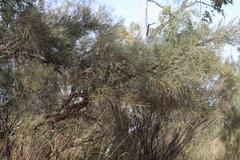 Acacia sericophylla