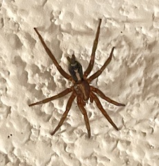 Herpyllus propinquus