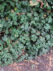Oxalis oregana