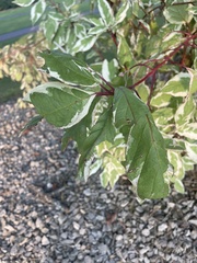 Macremphytus tarsatus