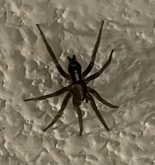 Herpyllus propinquus