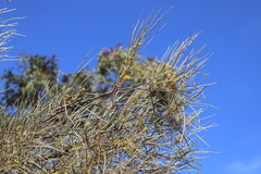Acacia sericophylla